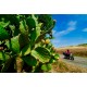 SELF GUIDED - Motorcycle Tour, Best Southern Italy and Amalfi Coast